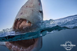 Curiosity

This young white shark was incredibly curiou... by Chris Perkins 